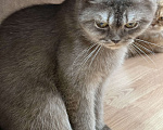 Кошки в Люберцах: Шотландские котята Девочка, Бесплатно - фото 1