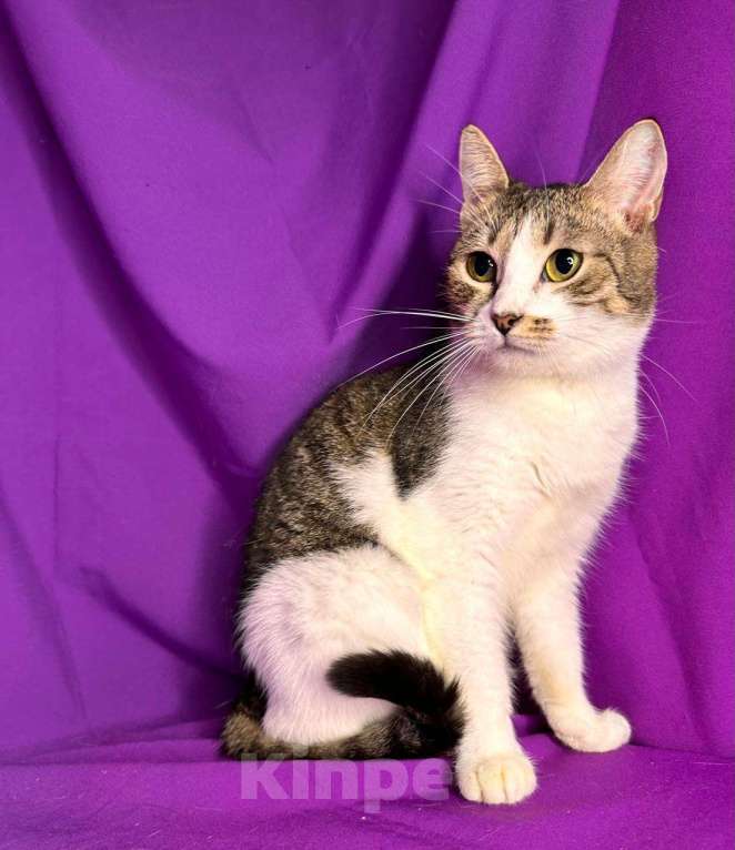 Кошки в Москве: Кошка с лейкозом в добрые руки Девочка, Бесплатно - фото 2