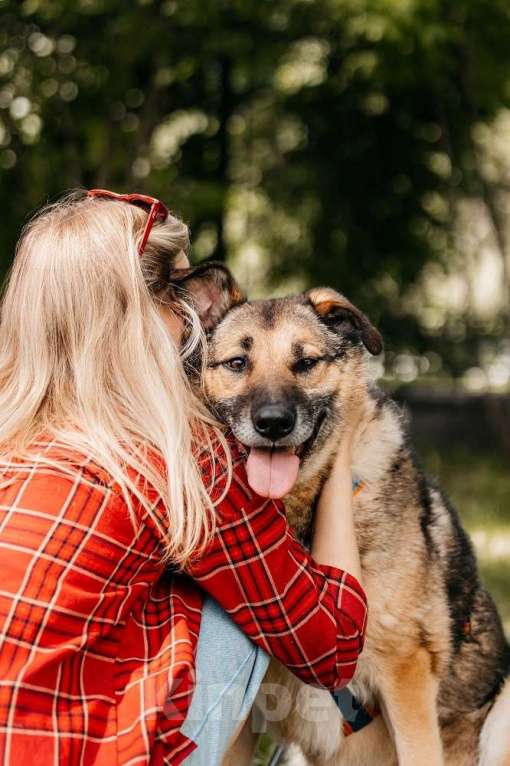 Собаки в Москве: Бро - ваш будущий лучший Друг! В добрые руки Мальчик, Бесплатно - фото 8