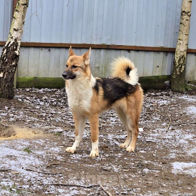 Собаки в Клине: Кешью — трепетная девочка скучает в приюте без своего человека Девочка, Бесплатно - фото 4