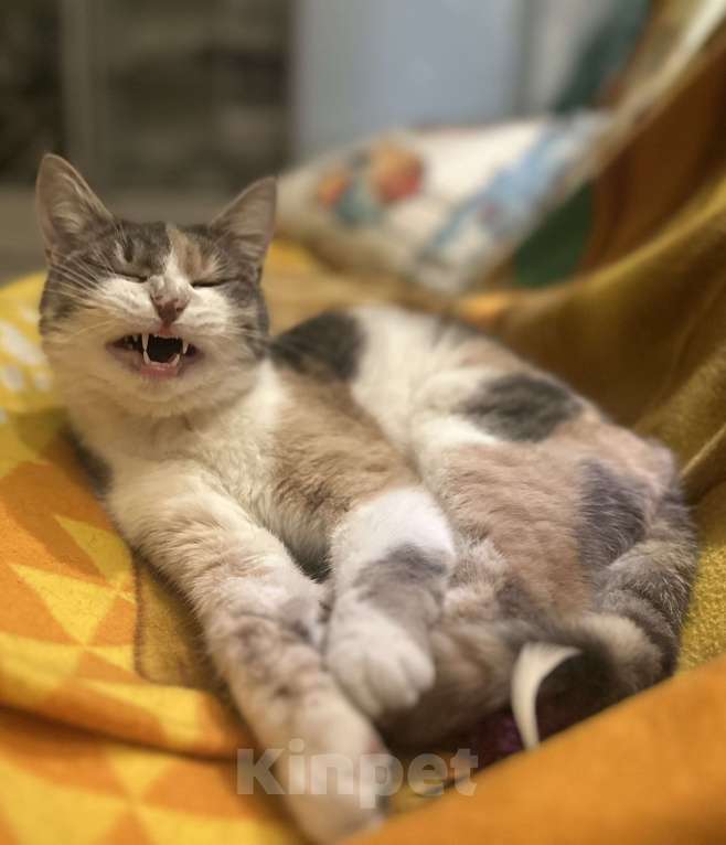 Кошки в Москве: Сладкая Карамелька в дар  Девочка, Бесплатно - фото 3