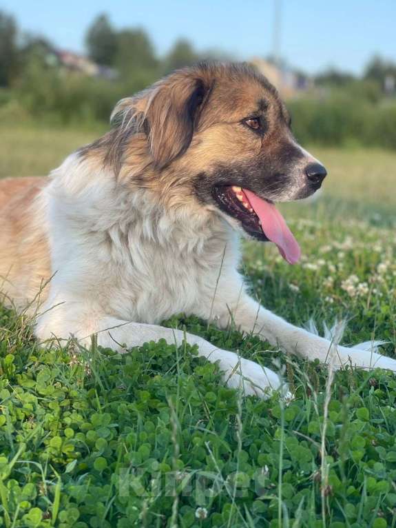Собаки в Владимире: Метис кавказской овчарки Девочка, Бесплатно - фото 7