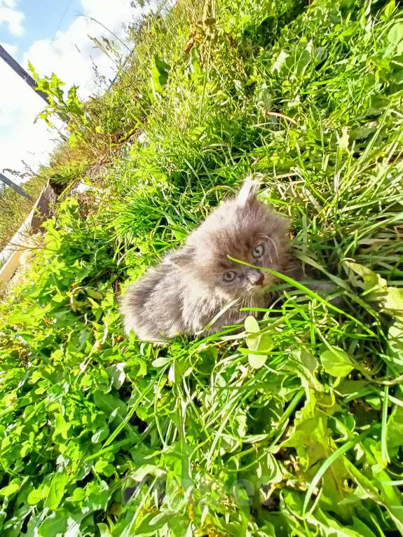 Кошки в Челябинске: Дымчатые котята Девочка, Бесплатно - фото 1