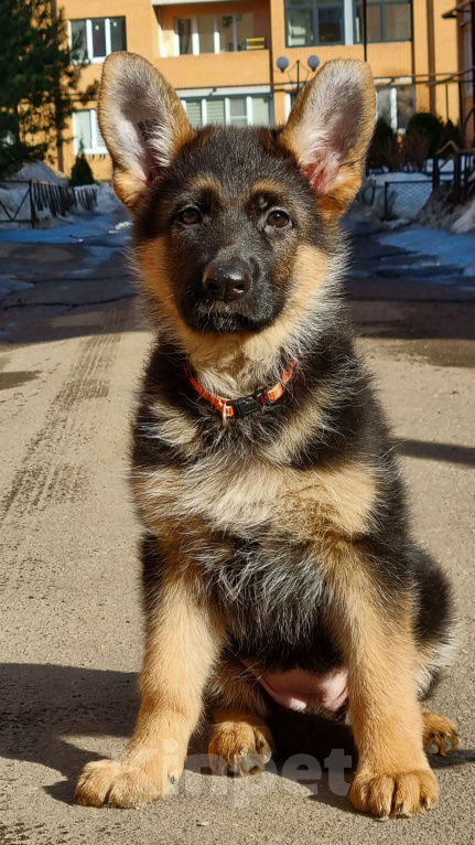 Собаки в Одинцово: Щенки немецкой овчарки Девочка, Бесплатно - фото 1