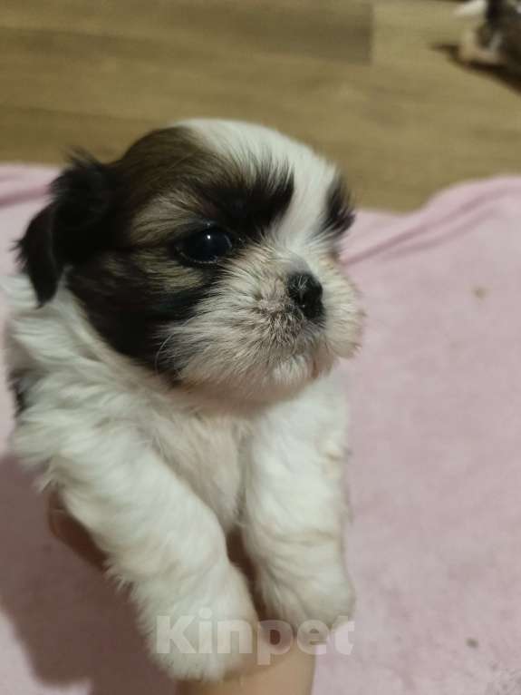 Собаки в Железногорске: Щенки ши-тцу Мальчик, 60 000 руб. - фото 1