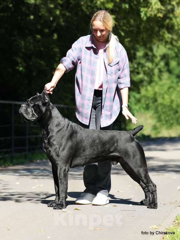 Собаки в Москве: Кобель Кане Корсо для вязки Мальчик, Бесплатно - фото 5