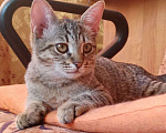 Кошки в Нижнем Новгороде: Котёнок  в добрые руки  Девочка, Бесплатно - фото 4