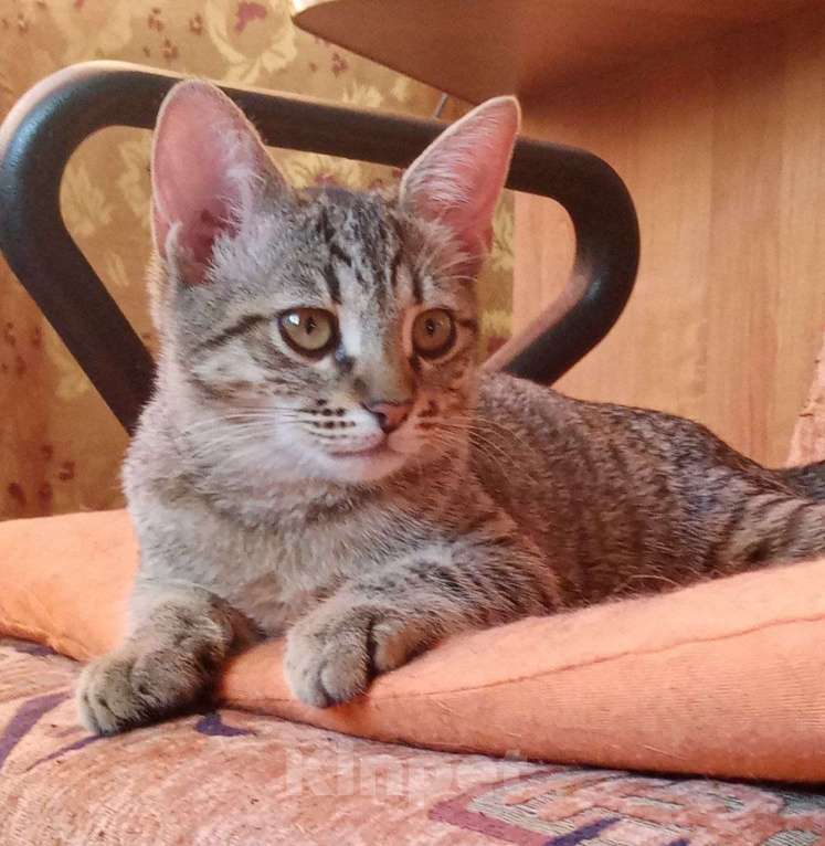 Кошки в Нижнем Новгороде: Котёнок  в добрые руки  Девочка, Бесплатно - фото 4