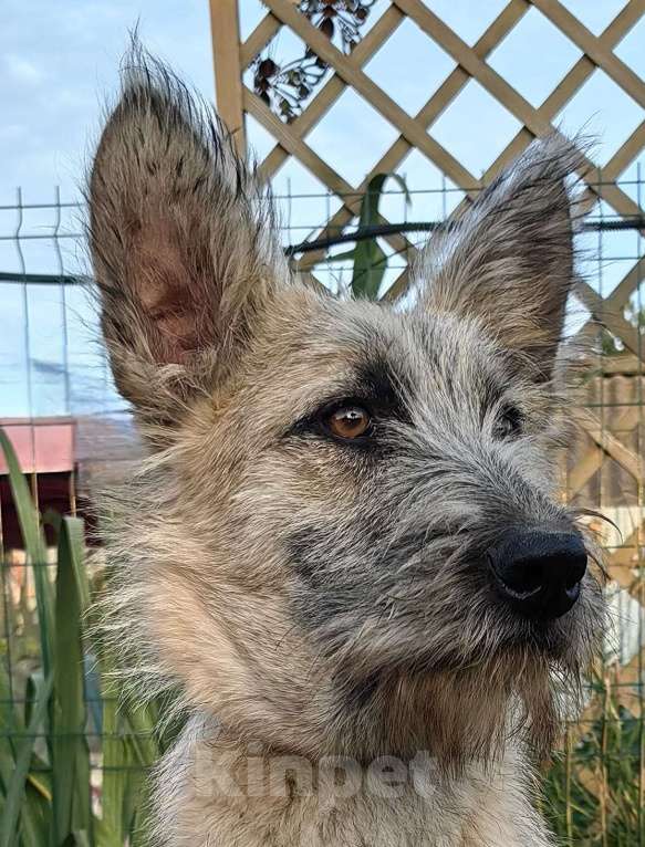 Собаки в Люберцах: Гоша мечтает о семье, малыш 11 месяцев, спасен.  Мальчик, Бесплатно - фото 3