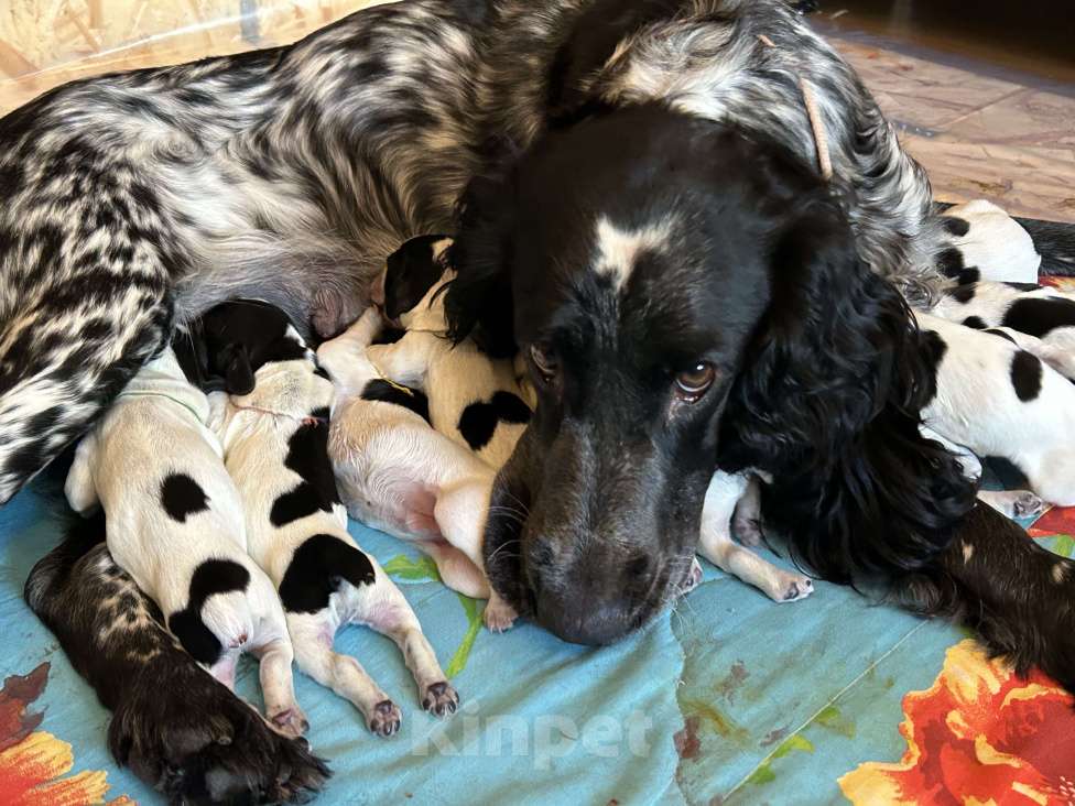 Собаки в Нижнем Новгороде: Щенки русского спаниеля Девочка, 15 000 руб. - фото 6