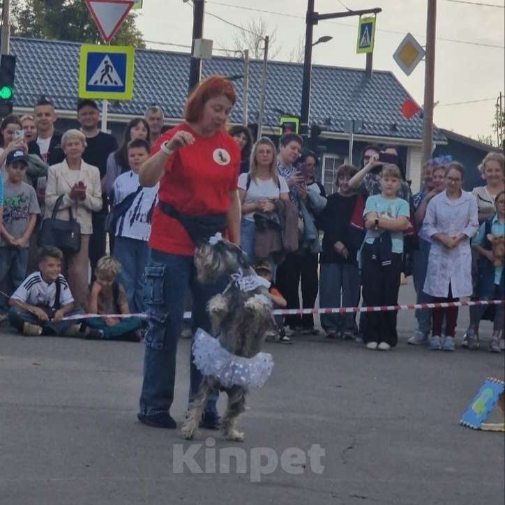 Собаки в других городах Московской области: Продажа мителей Девочка, 50 000 руб. - фото 4