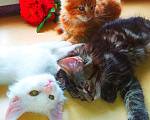 Кошки в Орске: Вязка Мейн-кун, 4 999 руб. - фото 7