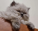Кошки в Болхове: персидские котята, 9 999 руб. - фото 2