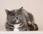 Кошки в Мытищах: Спокойная кошка Леся в добрые руки Девочка, Бесплатно - фото 2
