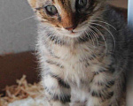 Кошки в Краснодаре: Привезём котёнка даром  в добрые  руки, 1 руб. - фото 8