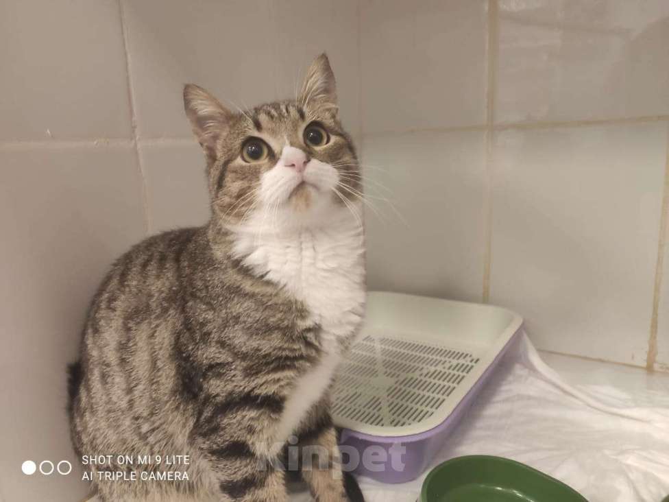 Кошки в Москве: Кот Феху ищет дом  Мальчик, 1 руб. - фото 7