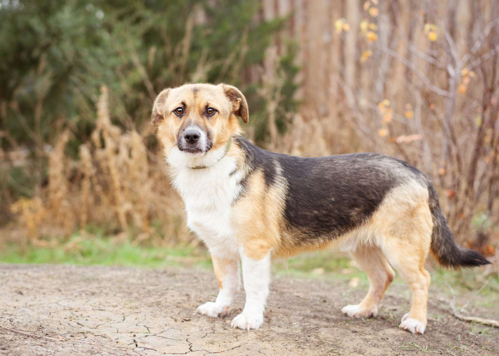Собаки в Москве: Добрый и общительный Перчик ищет дом Мальчик, Бесплатно - фото 8