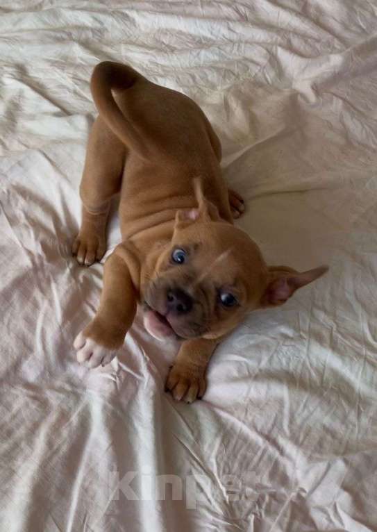 Собаки в Владикавказе: Продажа Мальчик, Бесплатно - фото 1