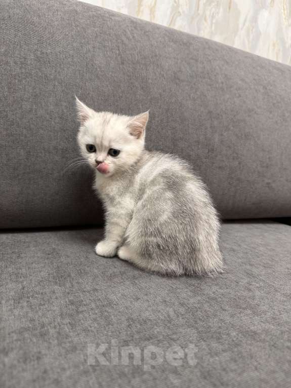 Кошки в Москве: Белоснежка Девочка, 5 000 руб. - фото 4