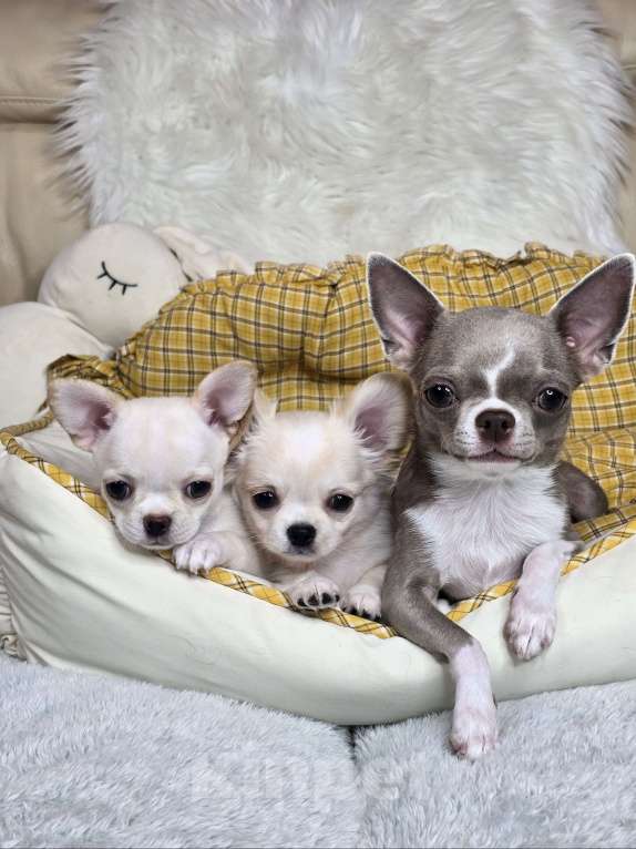 Собаки в Челябинске: Девочка чихуахуа Девочка, Бесплатно - фото 1