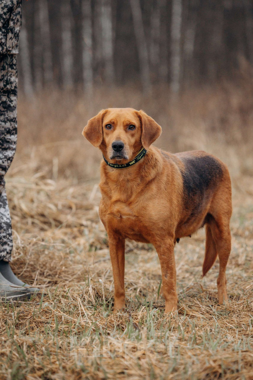Собаки в Москве: Собака из приюта ищет дом Девочка, Бесплатно - фото 2