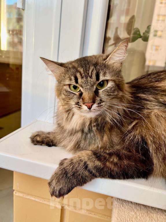 Кошки в Москве: Пушистая кошечка сибирской наружности Джуди в добрые руки Девочка, Бесплатно - фото 7