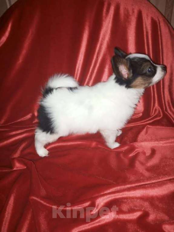 Собаки в Добрянке: Щенок папийона Мальчик, 80 000 руб. - фото 2