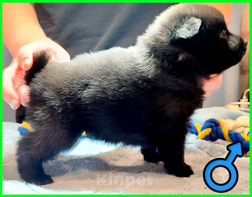 Собаки в Раменском: Щенки шипперке от титулованных родителей в домашних условиях Мальчик, 55 000 руб. - фото 6