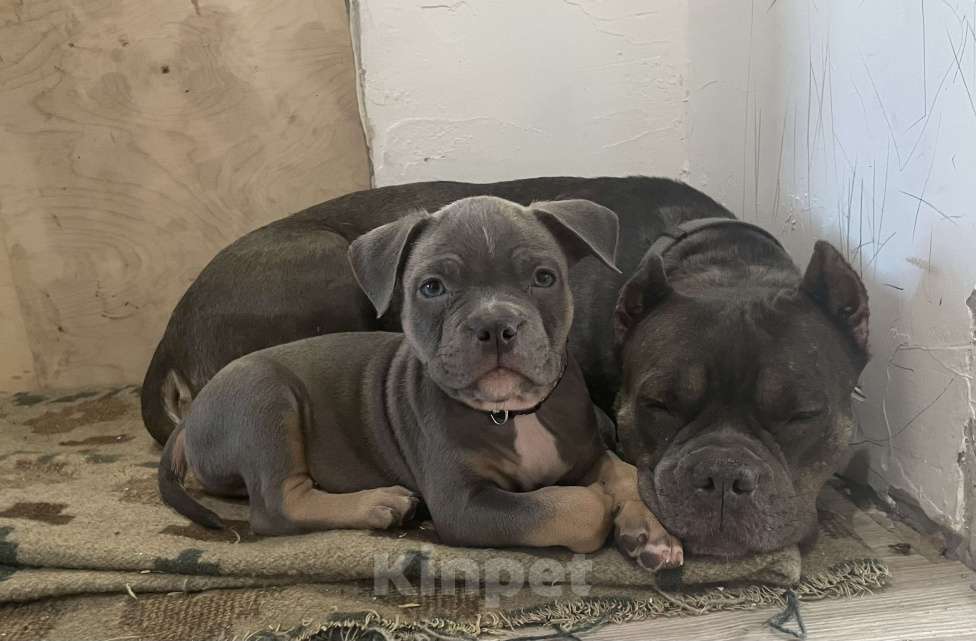 Собаки в других городах Ленинградской области: Гайдай Мальчик, 45 000 руб. - фото 3