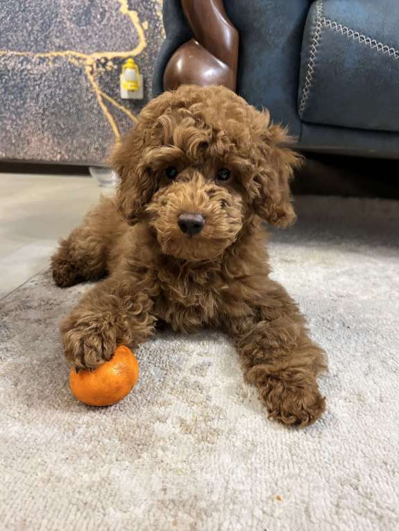 Собаки в Санкт-Петербурге: Миниатюрный пудель ВЕЛИКОЛЕПНЫЙ ПУДЕЛЬ ЭЛЛАЙ ДАР СУДЬБЫ ищет любимых хозяев. Мальчик, Бесплатно - фото 2