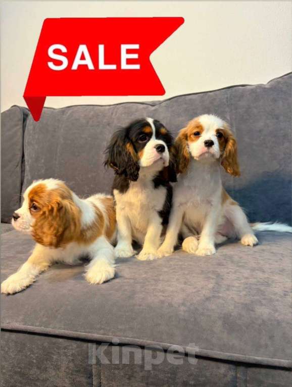 Собаки в других городах Ленинградской области: Щенки кавалер‑кинг‑чарльз‑спаниель Разнополые, 70 000 руб. - фото 2