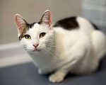 Кошки в Санкт-Петербурге: Кошка ищет дом Девочка, Бесплатно - фото 1