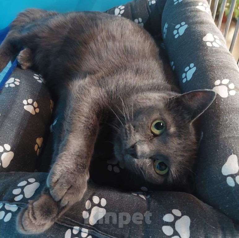 Кошки в Москве: Больше полугода Крышка живет в четырех стенах бокса.. Девочка, Бесплатно - фото 3