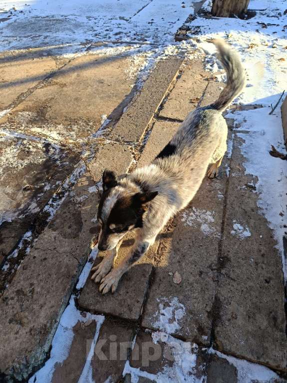 Собаки в Новошахтинске: Отдам собаку в добрые руки Мальчик, Бесплатно - фото 2