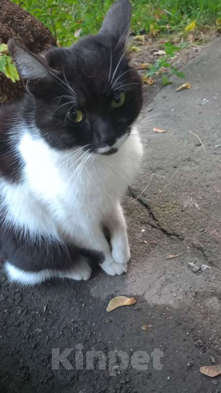 Кошки в Москве: Котик Мальчик, Бесплатно - фото 2