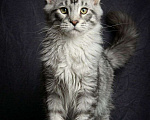 Кошки в Москве: Серебряный принц с диким взглядом! 🥈🐾 Мальчик, 40 000 руб. - фото 4