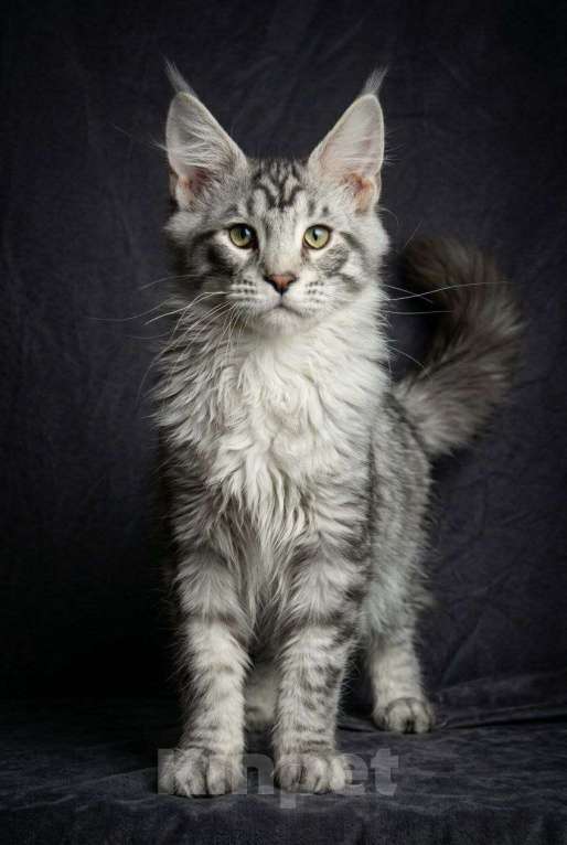 Кошки в Москве: Серебряный принц с диким взглядом! 🥈🐾 Мальчик, 40 000 руб. - фото 4