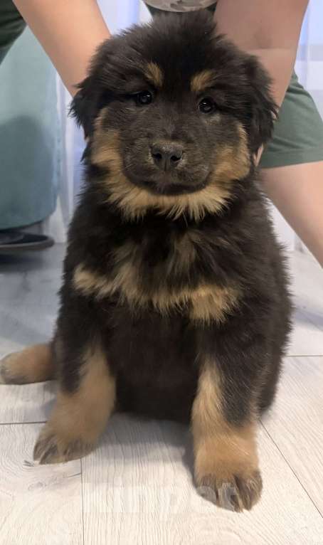 Собаки в других городах Московской области: Щенок банхара Девочка, 60 000 руб. - фото 1