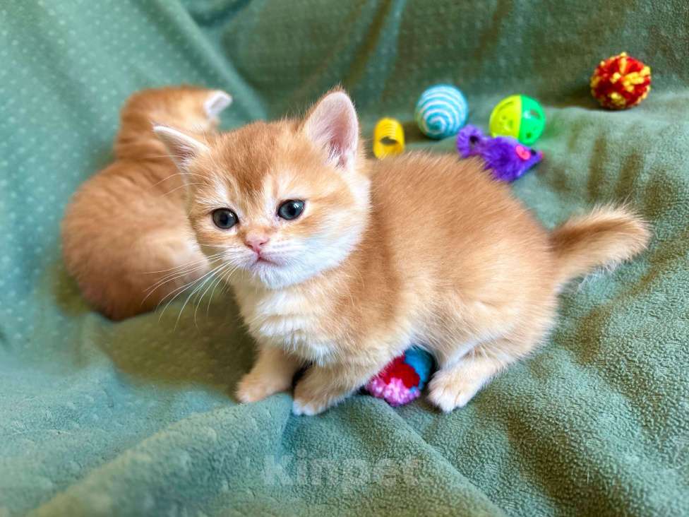 Кошки в Москве: Золотая плюшевая шиншилла Девочка, 35 100 руб. - фото 7