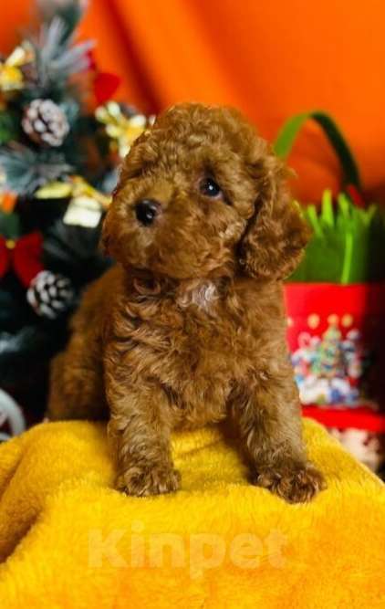 Собаки в Москве: Малыши той пуделя Мальчик, 80 000 руб. - фото 4