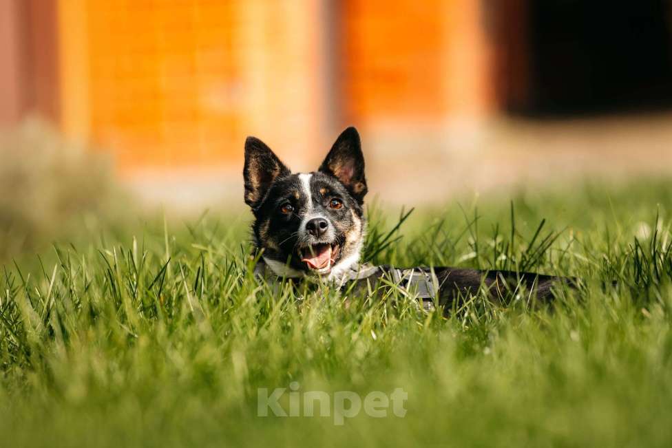 Собаки в Москве: Очаровательная маленькая собачка Налла в дар Девочка, 1 руб. - фото 7