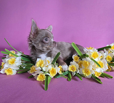 Девочка чихуахуа д/ш