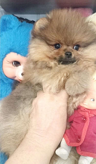 Мальчик  померанчик