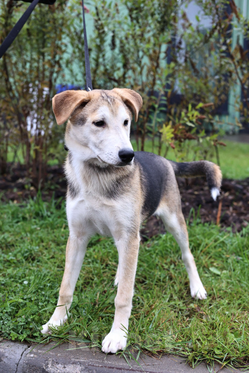 Собаки в Москве: Щенок в добрые руки бесплатно Москва Мальчик, Бесплатно - фото 4
