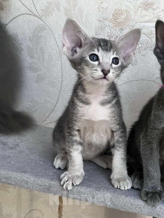 Кошки в Москве: Ориентальный тигренок 💙 Мальчик, 60 000 руб. - фото 2