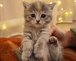 Кошки в других городах Алтайского края: Девочка Девочка, 2 000 руб. - фото 1