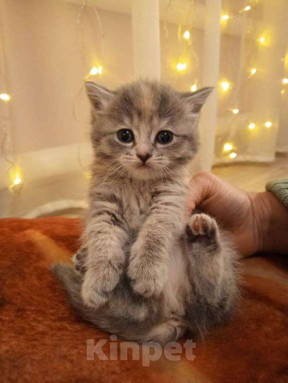 Кошки в других городах Алтайского края: Девочка Девочка, 2 000 руб. - фото 1