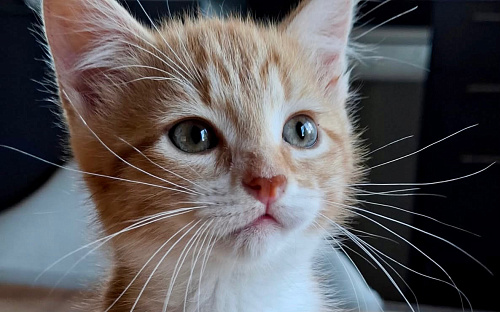 Рыжие котята