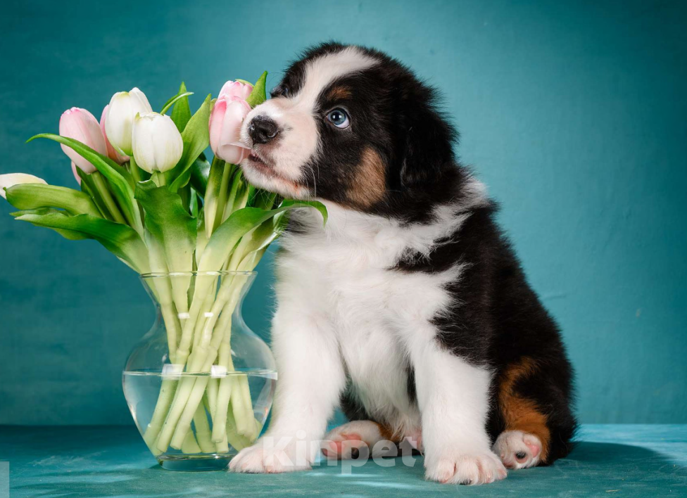 Собаки в других городах Московской области: Австралийская овчарка, щенок Мальчик, 80 000 руб. - фото 1