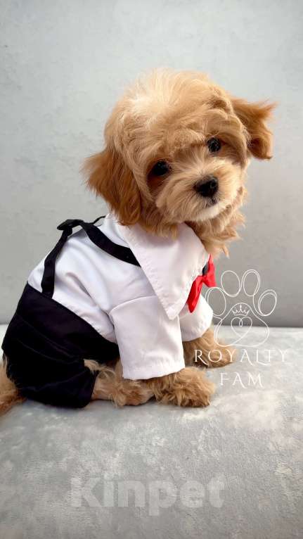 Собаки в Москве: Мини мальчик мальтипу F1 Royalty Fam Lorenzo Мальчик, Бесплатно - фото 3